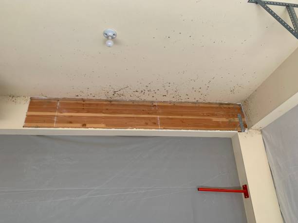 Biohazard Mold Removal in Three Forks, MT